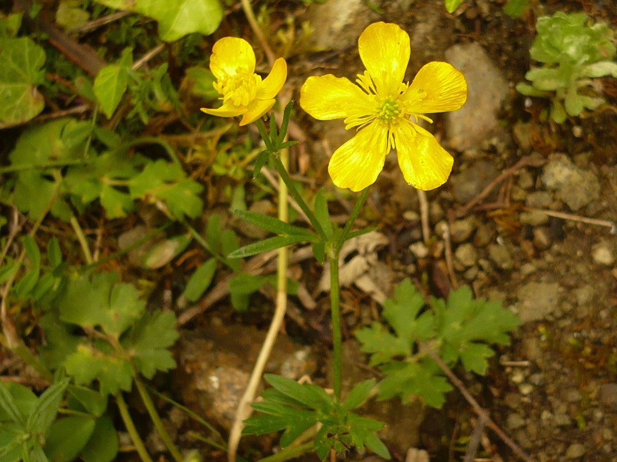 Ranunculus bulbosus (Ranunculaceae)